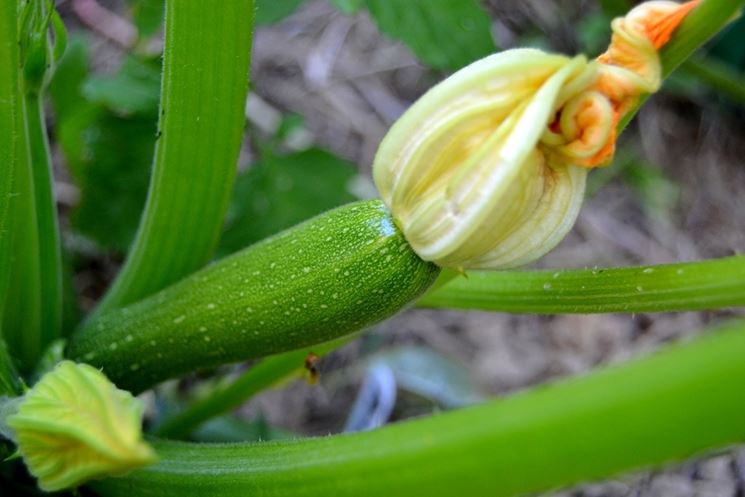 zucchine