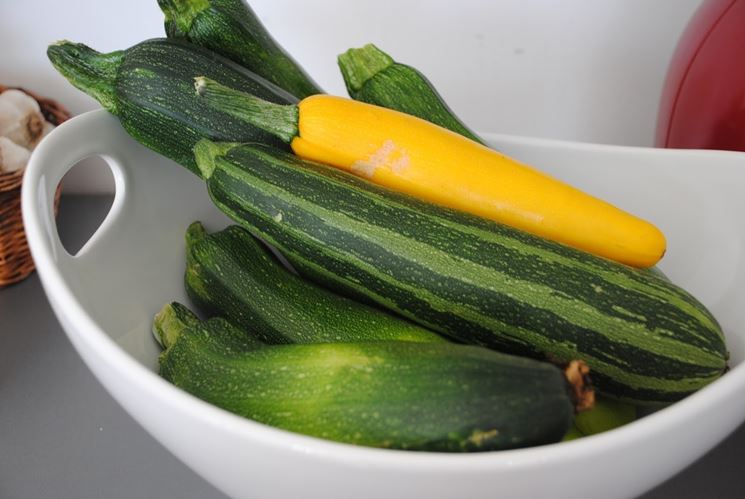 variet zucchine