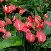 Anthurium