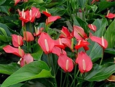 Anthurium