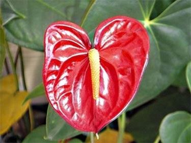 coltivare Anthurium