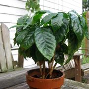 coffea arabica in vaso