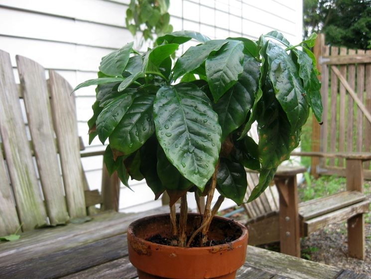 coffea arabica in vaso