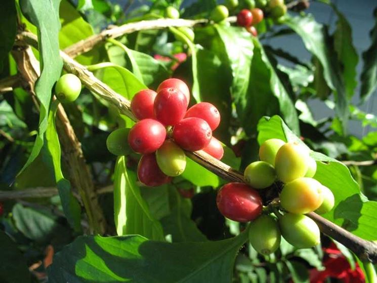 frutti coffea arabica