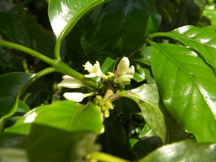 fiori coffea arabica