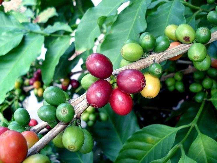 pianta coffea arabica