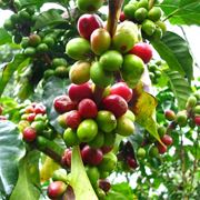 coffea arabica