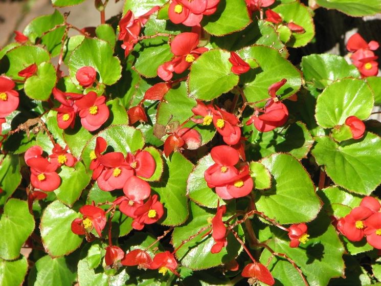 begonia