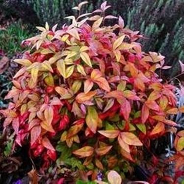 Coltivazione Nandina domestica