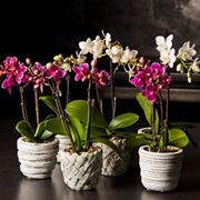 orchidee phalaenopsis