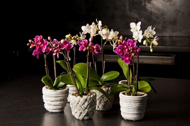 orchidee phalaenopsis