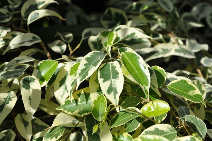 ficus benjamin