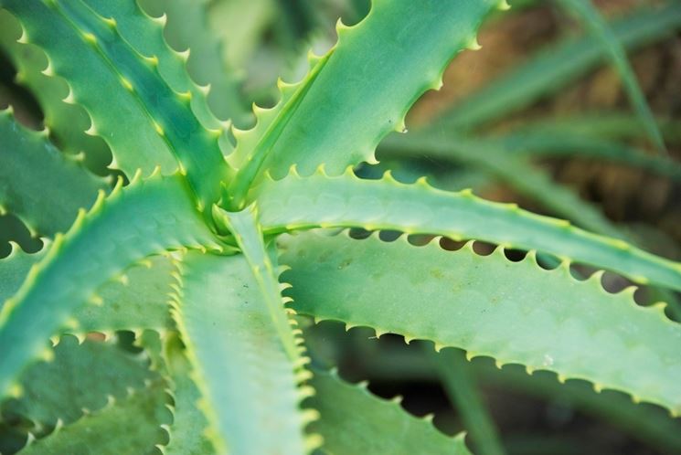 aloe