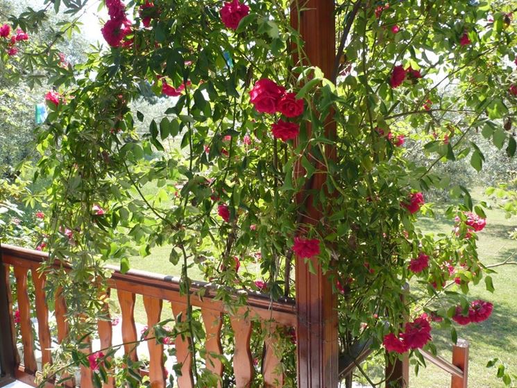 rose su balcone