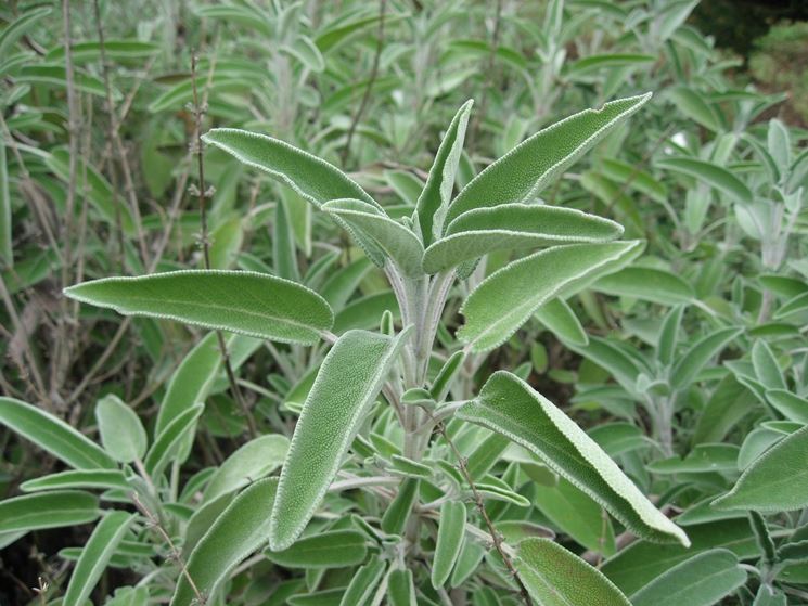 Salvia officinalis