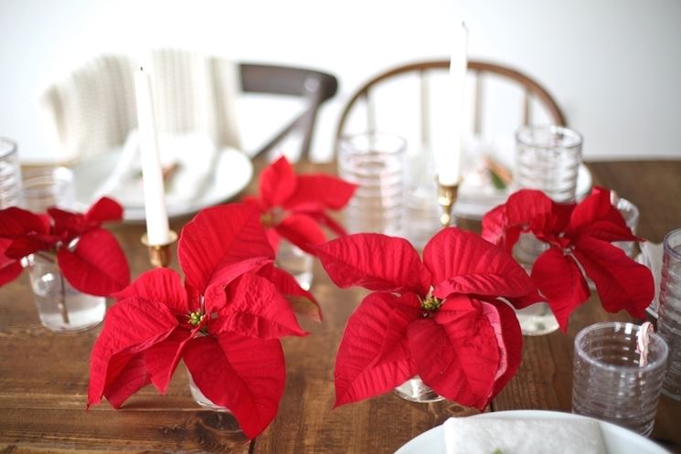 Stella Di Natale In Stoffa.Stella Di Natale Come Usarla Per Le Decorazioni Natalizie Piante Appartamento Stella Di Natale Per Decorare