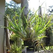 Tillandsia