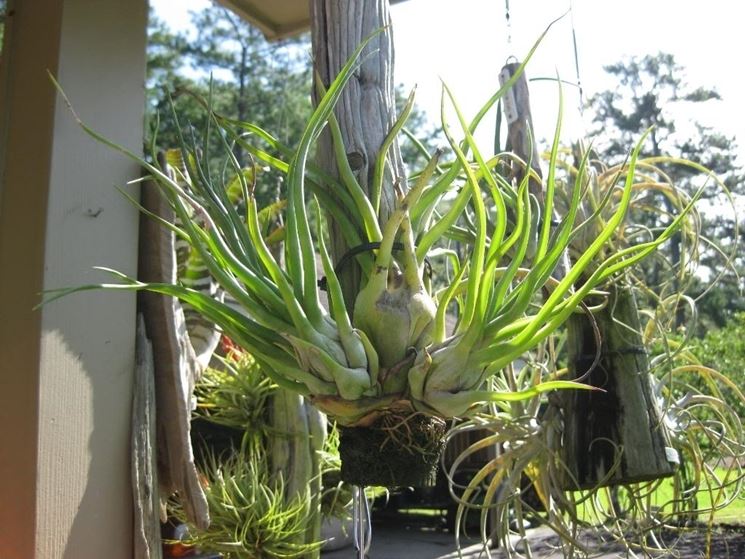 Tillandsia