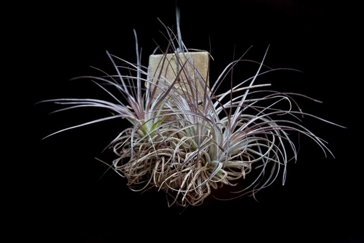 Tillandsia