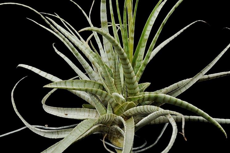 tillandsia