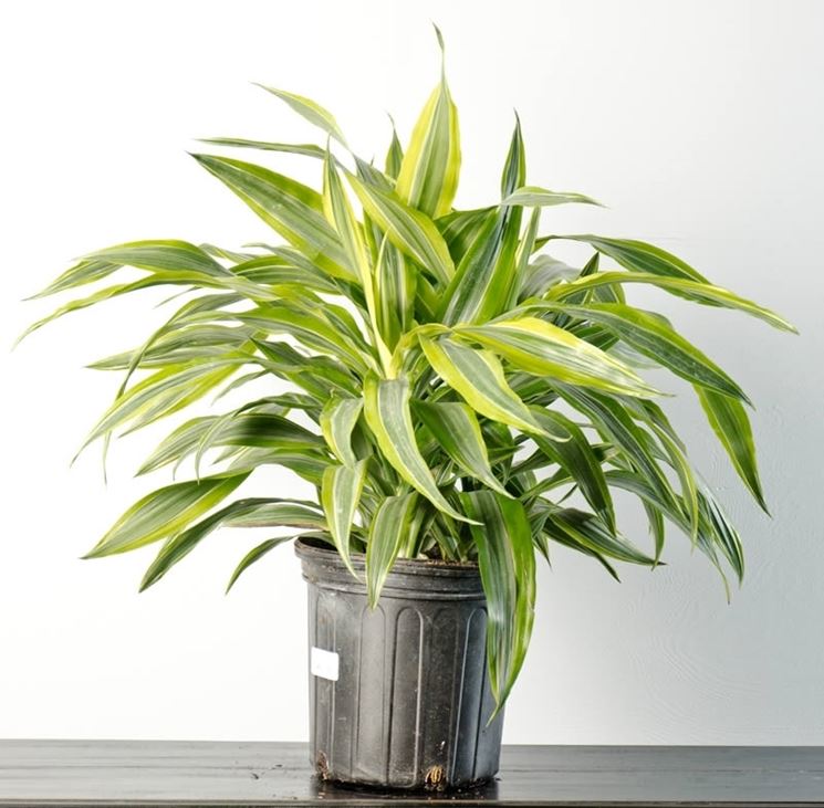 dracaena