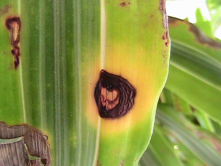 Tronchetto della felicità piante appartamento dracaena fragrans Come potare il tronchetto della felicità