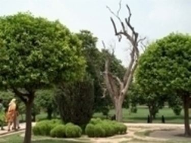 Alberi da giardino