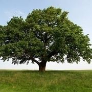 alberi da giardino