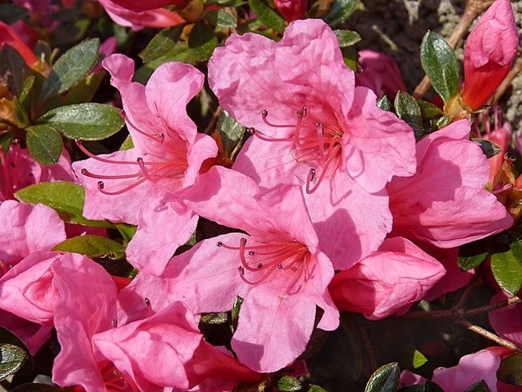 fiori azalea