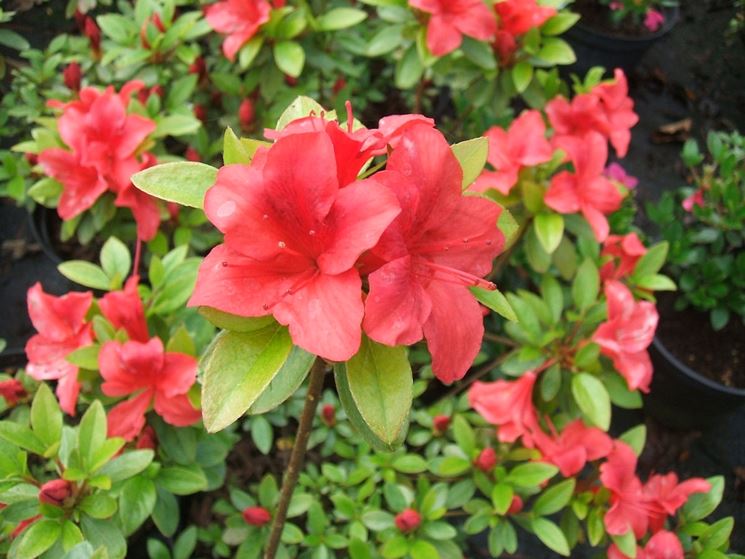 azalea hirsutum