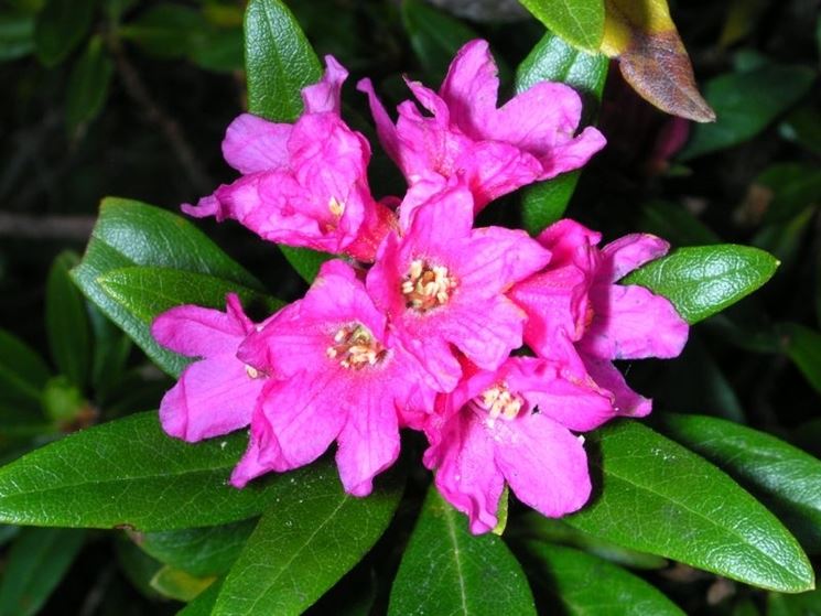 rhododendron ferrugineum