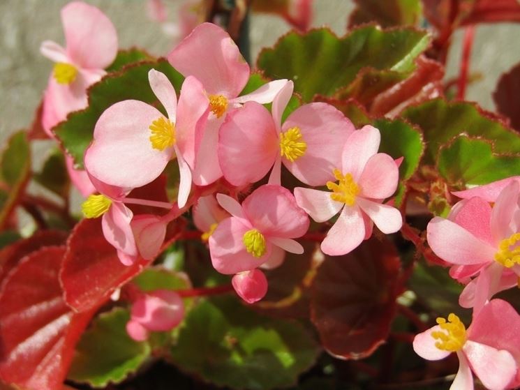 fiori begonia