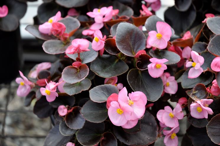 Begonie semperflorens a foglia scura