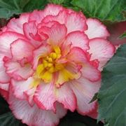 begonia gigante