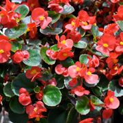 begonia da esterno