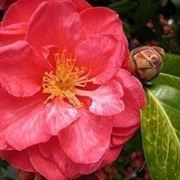 camelia