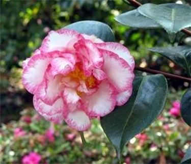 camelia