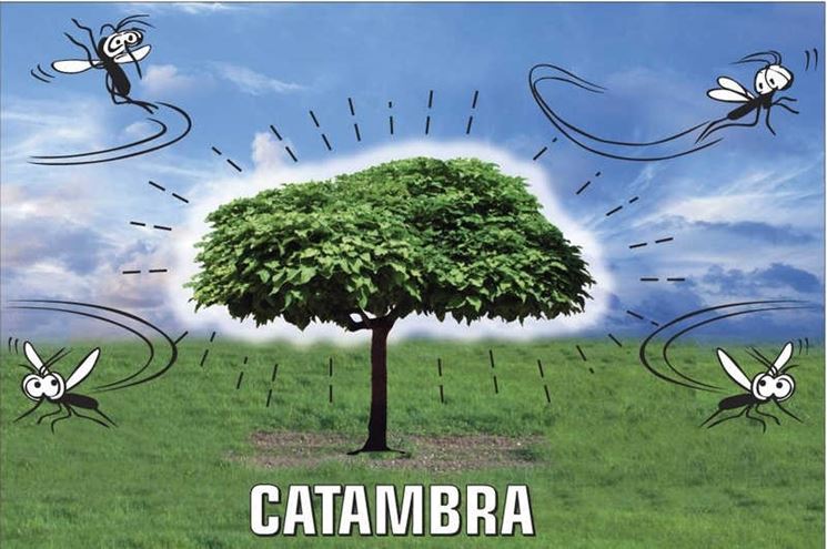 catambra