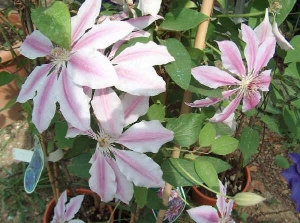 Clematide rampicante - Piante da Giardino