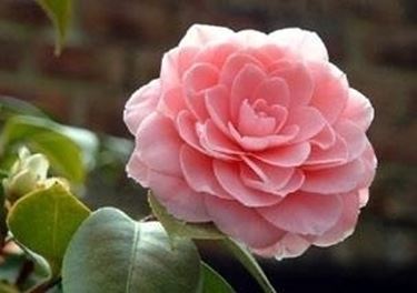 camelia