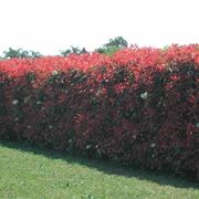 photinia