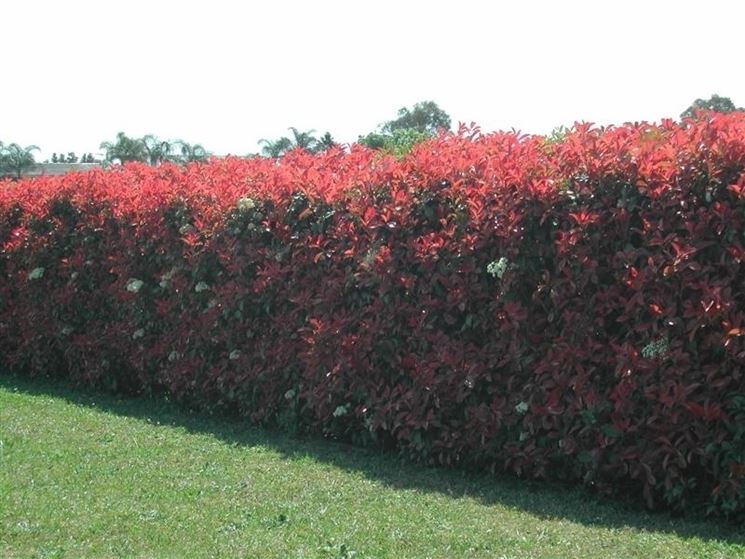 photinia