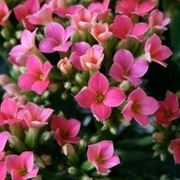 fiori Kalanchoe