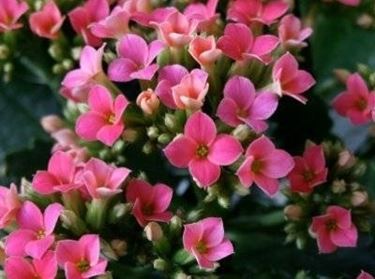 fiori Kalanchoe