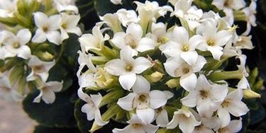 Kalanchoe