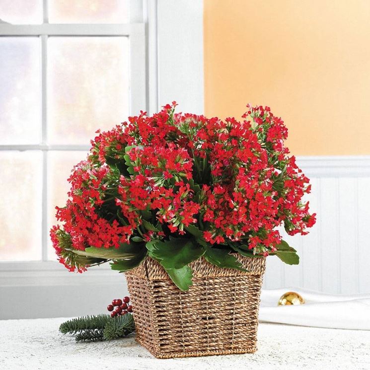 Kalanchoe