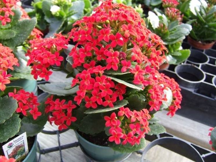 Kalanchoe