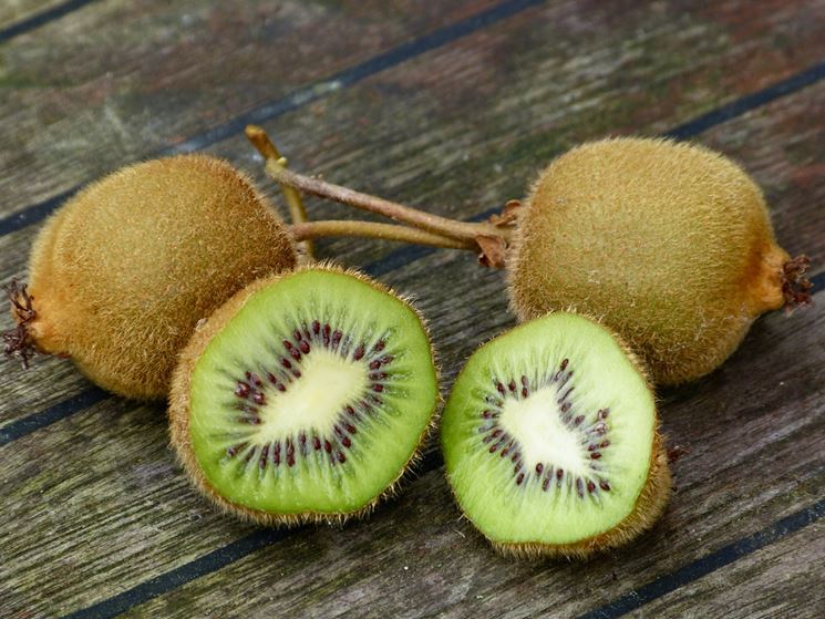 kiwi