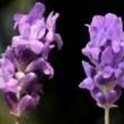 lavanda