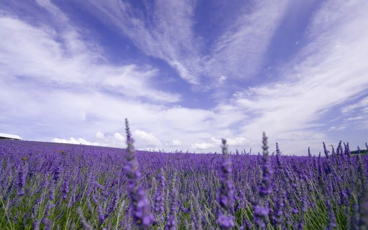 lavanda